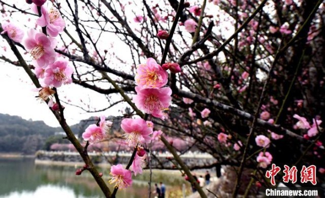 福州千年古刹林阳寺梅花绽放