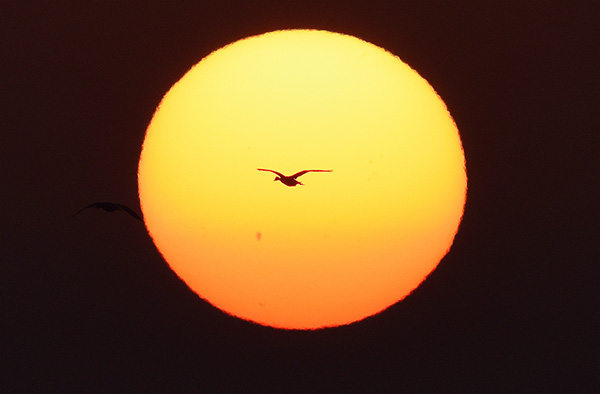  朝气蓬勃的“太阳鸟”