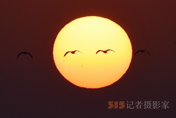  朝气蓬勃的“太阳鸟”