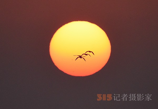  朝气蓬勃的“太阳鸟”