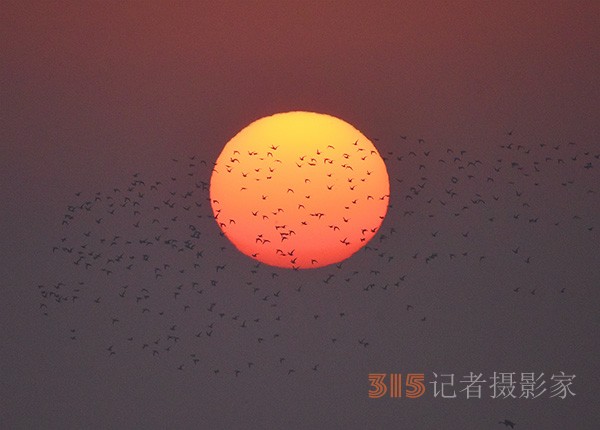  朝气蓬勃的“太阳鸟”