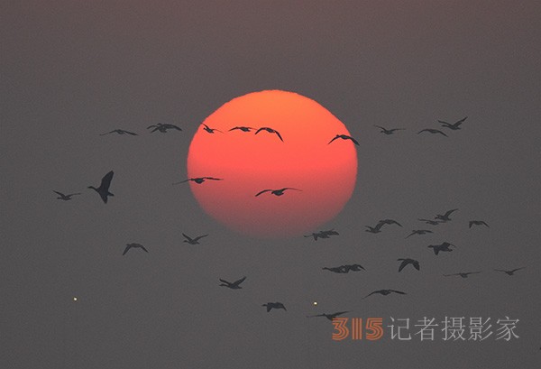  朝气蓬勃的“太阳鸟”