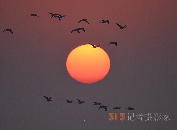  朝气蓬勃的“太阳鸟”