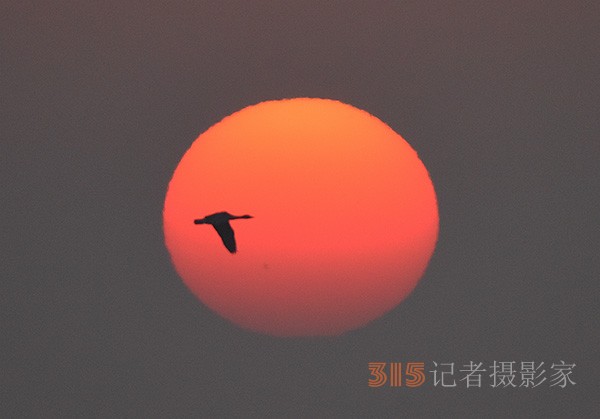  朝气蓬勃的“太阳鸟”