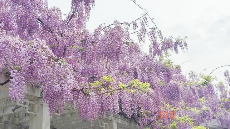  紫藤花开迎客来