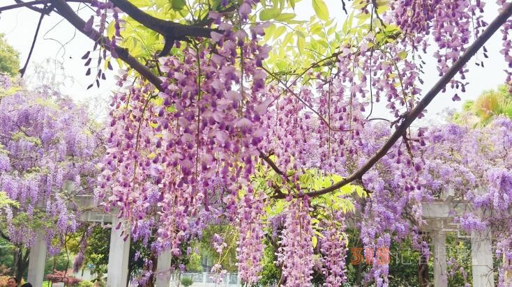  紫藤花开迎客来