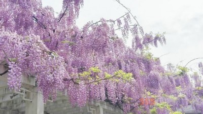 紫藤花开迎客来