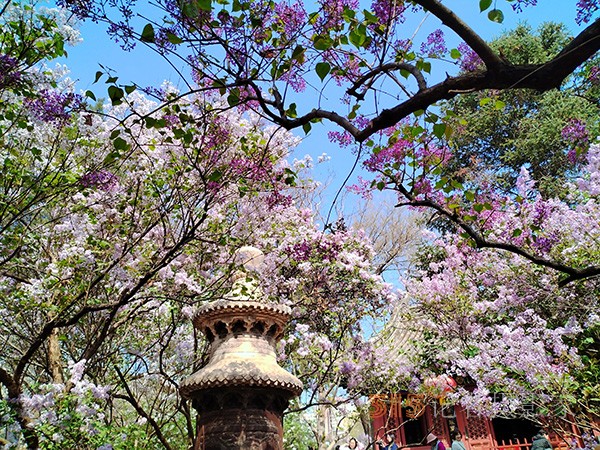 又到赏花季——法源寺