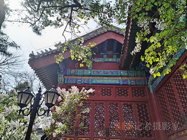 又到赏花季——法源寺