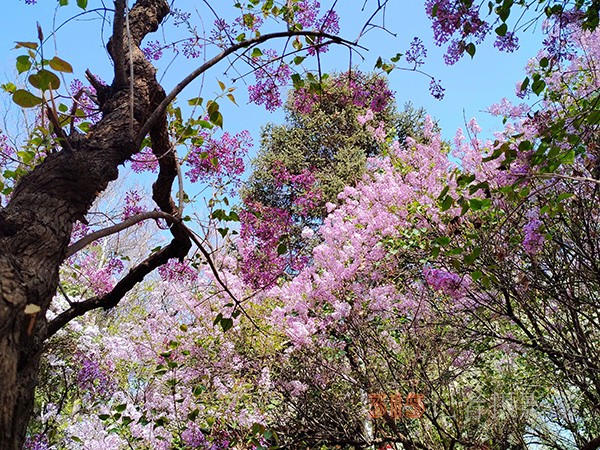 又到赏花季——法源寺