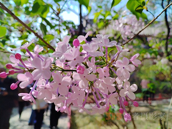 又到赏花季——法源寺