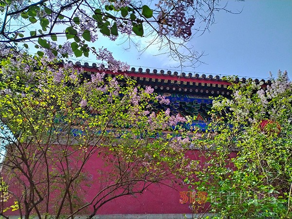 又到赏花季——法源寺