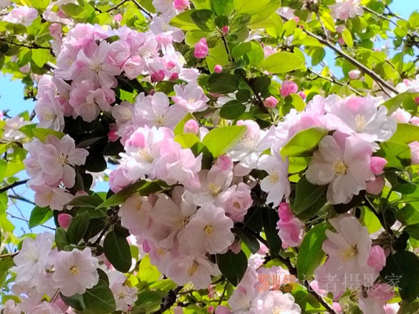 又到赏花季——法源寺