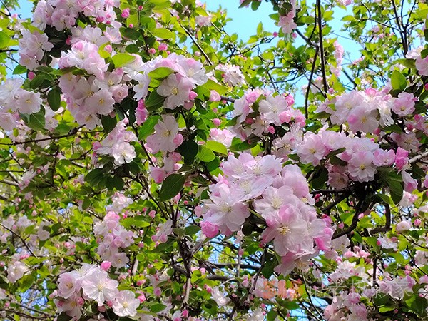 又到赏花季——法源寺