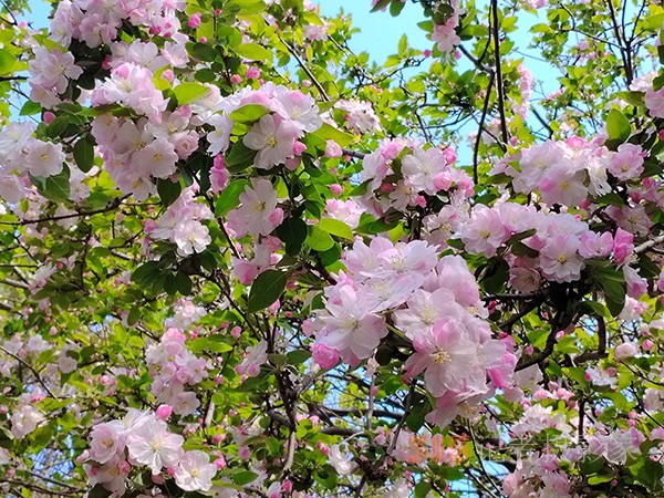 又到赏花季——法源寺