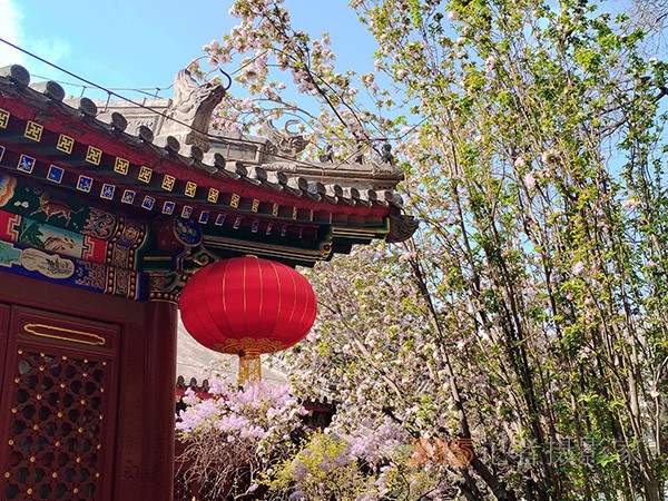 又到赏花季——法源寺