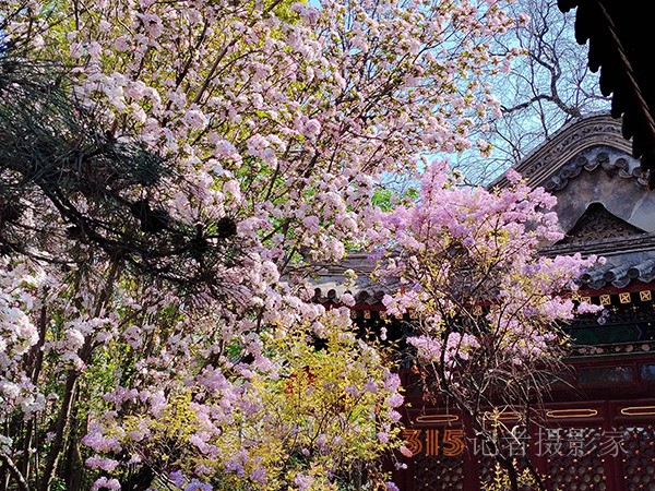 又到赏花季——法源寺