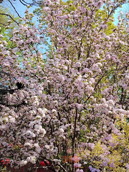 又到赏花季——法源寺