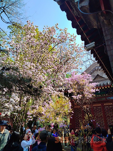 又到赏花季——法源寺