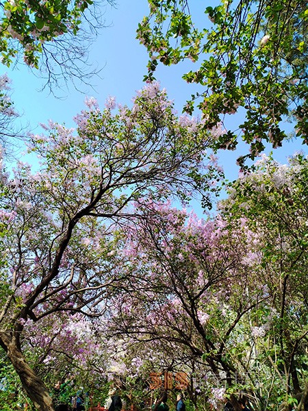 又到赏花季——法源寺