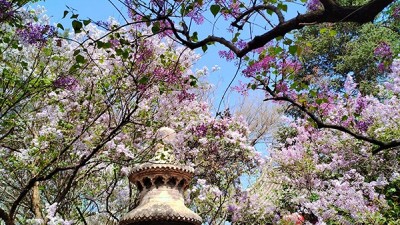 又到赏花季——法源寺