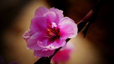 笑琰摄影李月诗词:今日方知春酿好  桃花十里美人眠