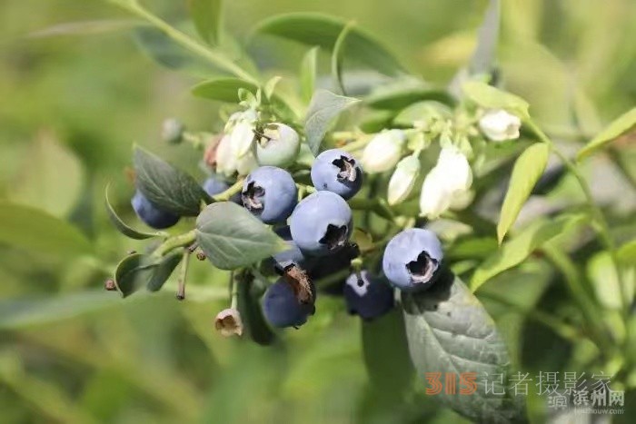 山东省惠民县第二届蓝莓采摘节在淄角举行