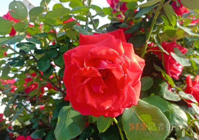 砚秋大师成就诗城程派艺术百花盛开