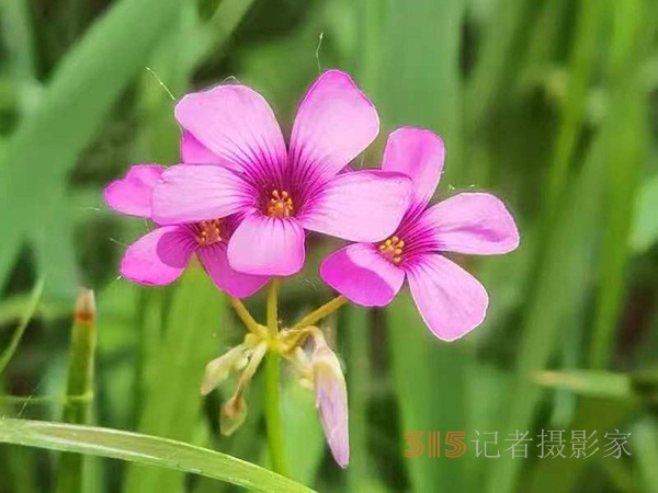 周家鸿手机拍图——野花的情调（一组）