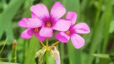 周家鸿手机拍图——野花的情调（一组）