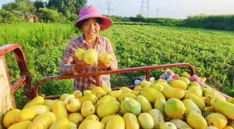 香瓜”喜丰收“   “甜”了瓜农心