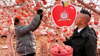 阿克苏红旗坡秘境苹果园： 苹果丰收啦！ 西域佳果枝头迎霜
