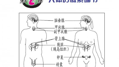 激素或能预防长皱纹和生白发
