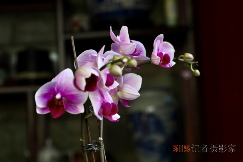 孙建军摄影:兰之韵