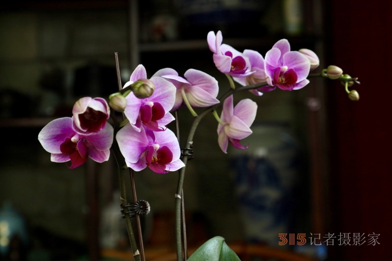 孙建军摄影:兰之韵