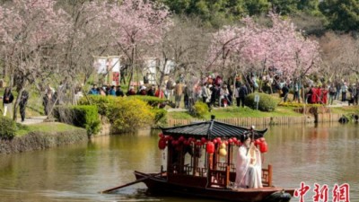 湖北迎樱花季 “入境赏花”客盈门