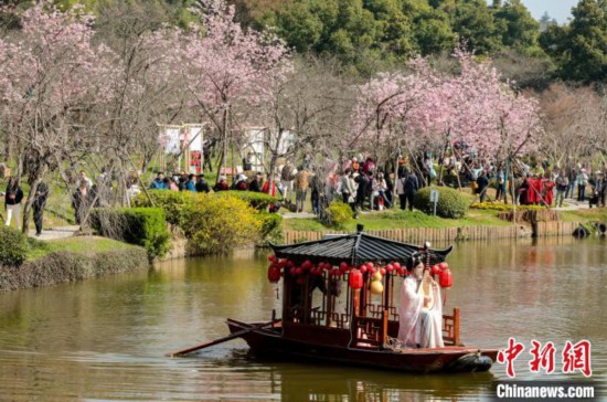 湖北迎樱花季 “入境赏花”客盈门