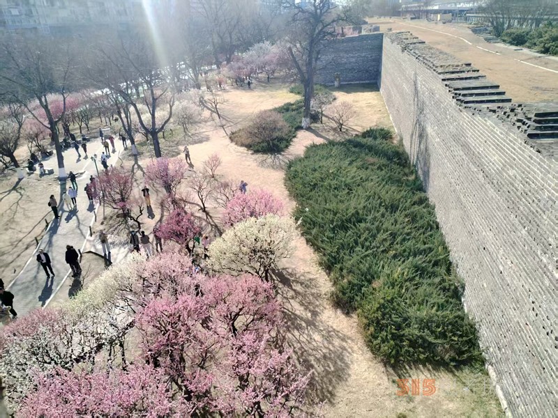春分时节明城墙乐游赏梅