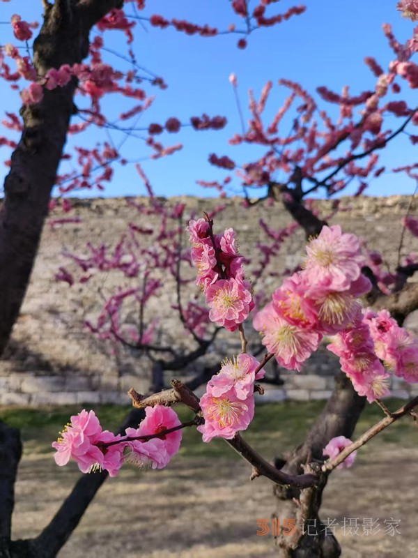 春分时节明城墙乐游赏梅