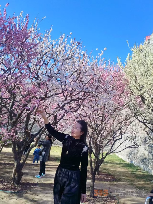 春分时节明城墙乐游赏梅