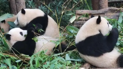 大熊猫是熊还是猫？