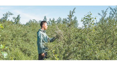 砒砂岩长出的沙棘用处大