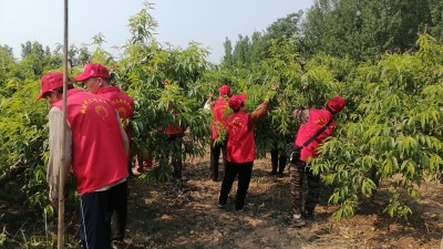德州保店镇：志愿红助力黄桃基地疏果 共绘乡村振兴新图景