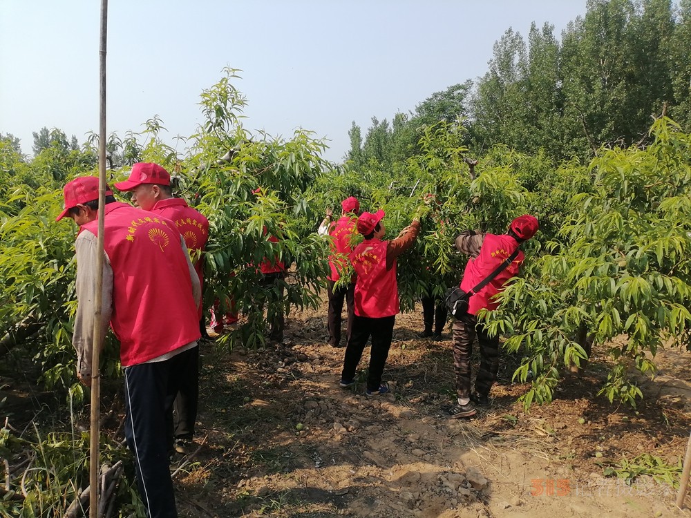 德州保店镇：志愿红助力黄桃基地疏果 共绘乡村振兴新图景