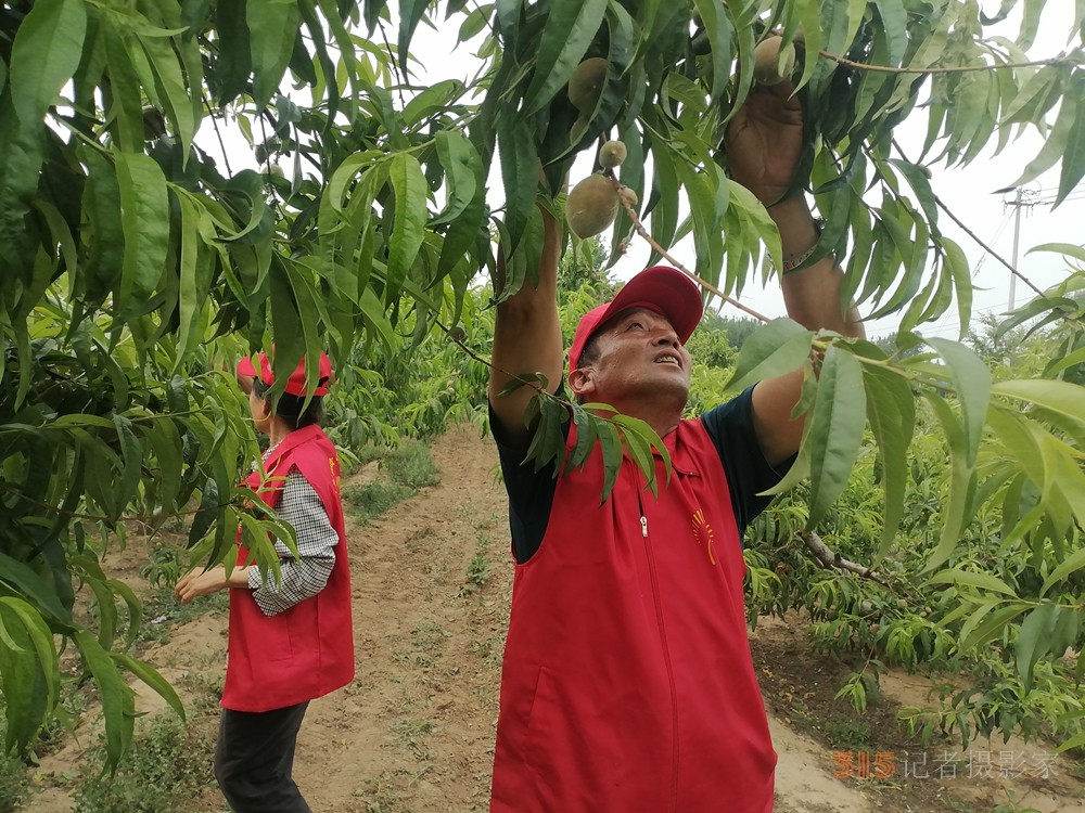 德州保店镇：志愿红助力黄桃基地疏果 共绘乡村振兴新图景