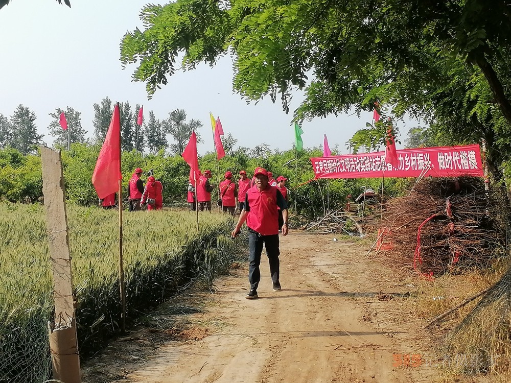 德州保店镇：志愿红助力黄桃基地疏果 共绘乡村振兴新图景