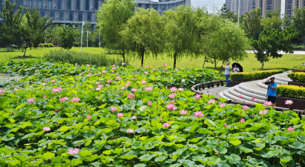 荷香满溢引客来