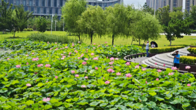 荷香满溢引客来