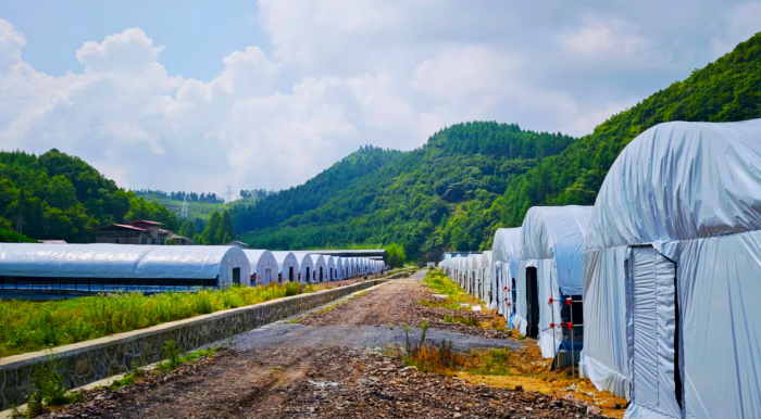 湖北建始：盛夏时节菌包接种忙