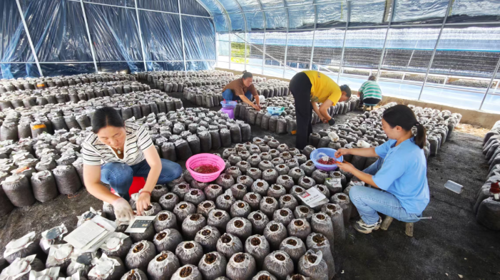 湖北建始：盛夏时节菌包接种忙